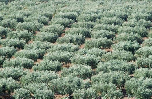 Selinunte olive plantation