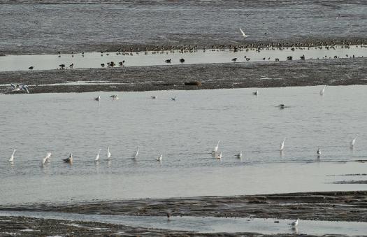 Egrets on the Blackwater