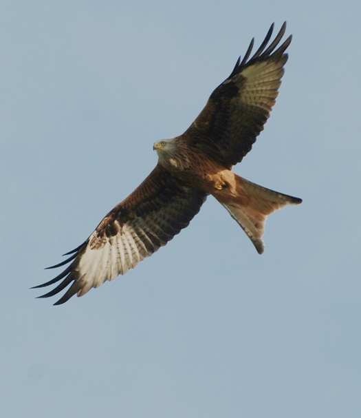 Red kite inspecting us