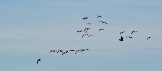 Brent geese overhead at Wells-next-the-Sea